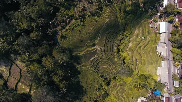 Flying Above Rice Fields