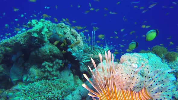 Coral Reef Lion-Fish