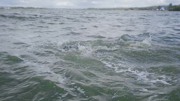 Professional Swimmer Triathlete in a Wetsuit Swims in Open Water Triathlon Competition