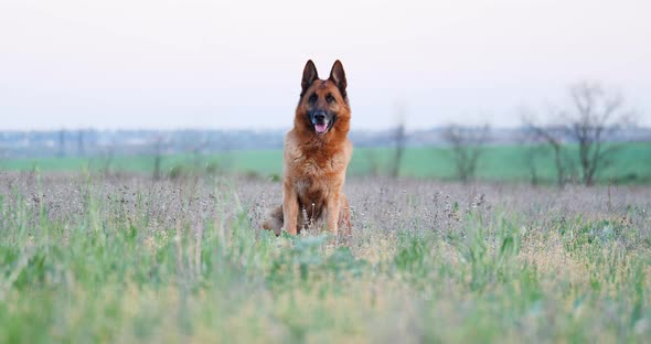 Purebred German Shepherd Dog Resting in Grass Near the Field. Spring Mood with Domestic Animal