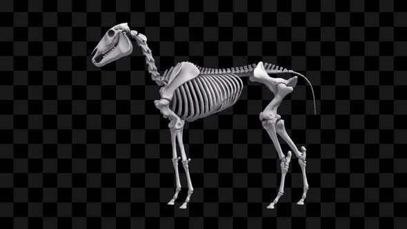 3D Horse Skeleton