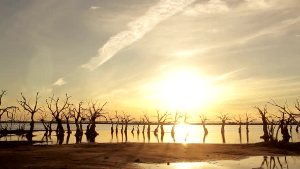 Dead Trees on Lake Epecuen at Sunset, Argentina.