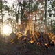 Fire Burning in the Woods at Sunset. Camp in a Forest Clearing. - VideoHive Item for Sale