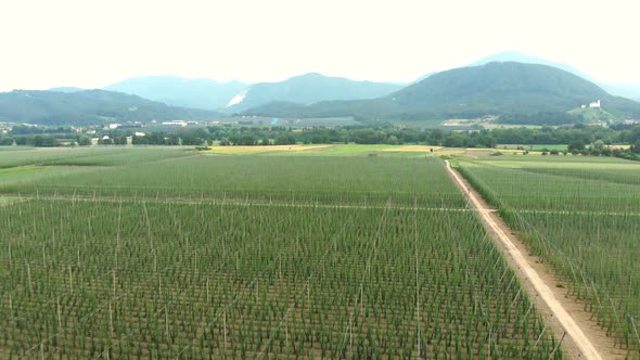 Aerial shot of hop plants. Hops growing on wire strings. Hop garden in Slovenia.