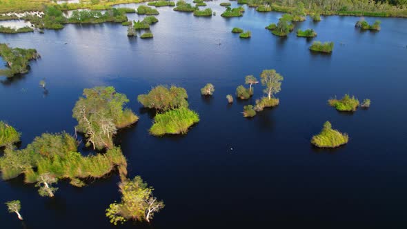 wetlands with various trees represent the integrity of the forest.