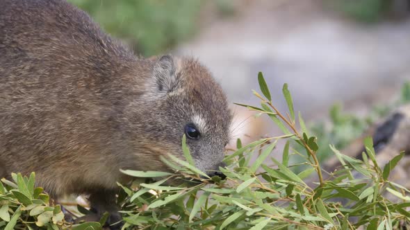 Close up from a Rock hyrax eating leafs in South Africa