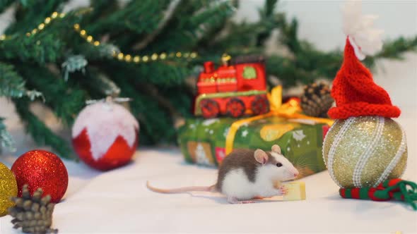 Domestic Rat Eating Cheese Near Christmas Tree