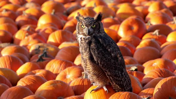 Portrait of a perched Great Horned Owl