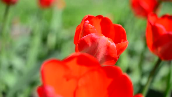 Tulips in the Spring