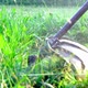Mowing Grass with an Electrical Trimmer Close Up in Summer Evening - VideoHive Item for Sale