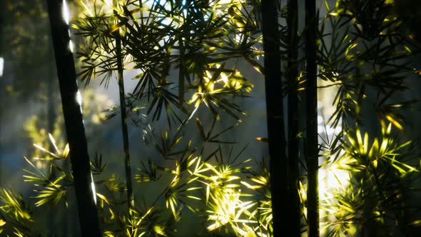 Asian Bamboo Forest with Sunlight