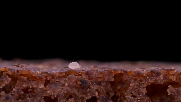 Flour Mite Acarus sp. crawls on a piece of bread, family Acaridae