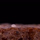 Flour Mite Acarus sp. crawls on a piece of bread, family Acaridae - VideoHive Item for Sale