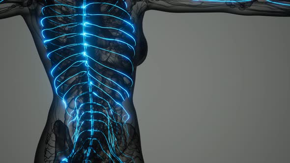 Brain and Nervous System of Human alt