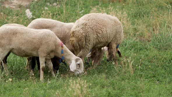 Sheep Grazing on a Green Field in Summer