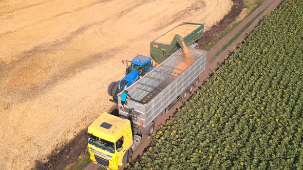 Aerial View of Combine Loading Rye or Wheat Crop Into Truck Trailer