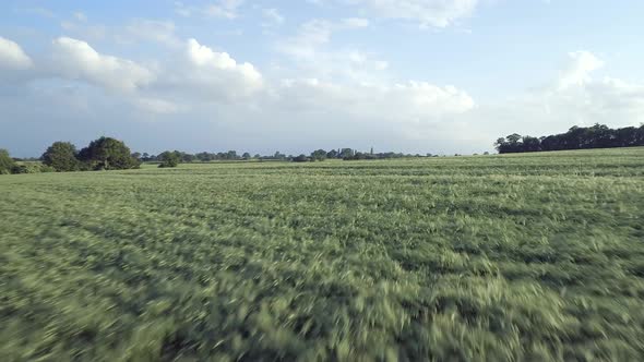 Field of Young Green Barley in the Summer 