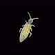 Collembola Insects Under a Microscope Order Entomobryomorpha Possibly the Family Entomobryidae - VideoHive Item for Sale
