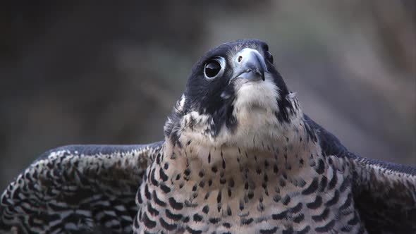 Tight shot of peregrine falcons head as it looks around.