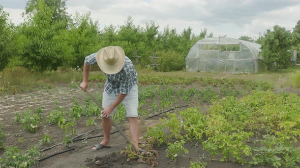 Man is digging potatoes with a shovel in the garden. Potato harvest or potatoe planting, agriculture