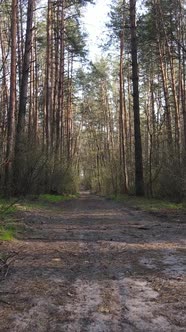 Vertical Video of a Road in the Forest Slow Motion