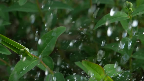 Green Plants in the Rain 14