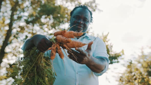 African Man Holding in Hands Homegrown Harvest of Fresh Orange Carrots.