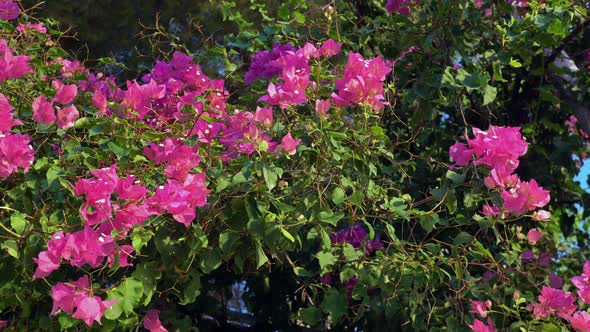 Rose Bush With Flowers Slider Shot