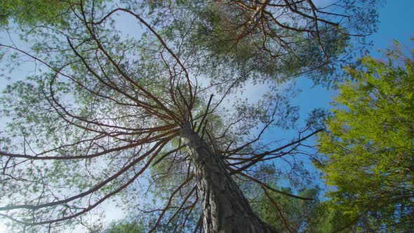 Old Birches Growing Among Trees with Large Crowns in Park