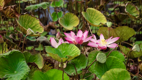 Pink Lotus Flower