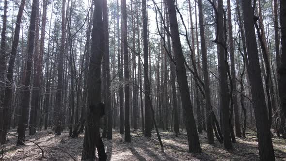 Forest Landscape Aerial View Slow Motion