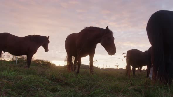 Group Of Horses