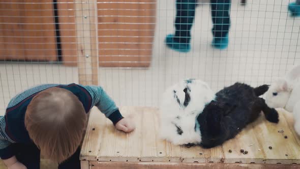 A Little Child Plays with Rabbits