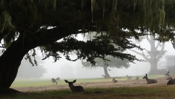 Wild Young Deer Family Group Grazing Herd of Animals