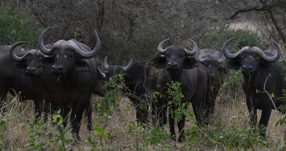 African Buffalo, syncerus caffer, Herd standing in Savannah, Tsavo Park in Kenya, Real Time 4K