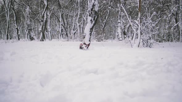 Jack Russell Terrier Dog Playing in Snow