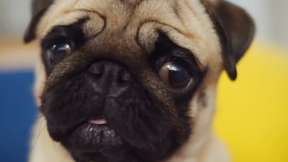 Close Up of Pug Sitting in Front of Camera and Spitting Its Tongue Out