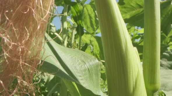 Growing corn close-up on an agricultural field.
