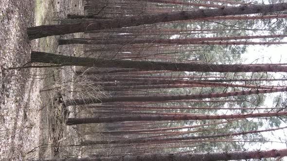 Vertical Video of Beautiful Forest Landscape