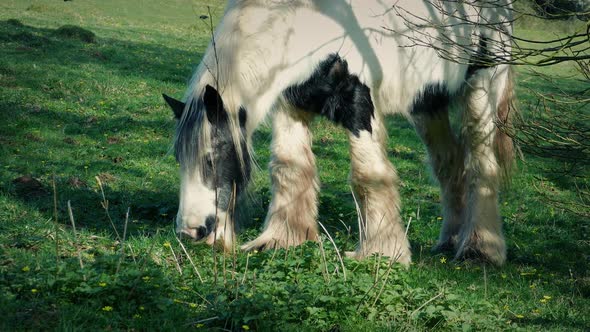 Horse Grazing In Wild Meadow