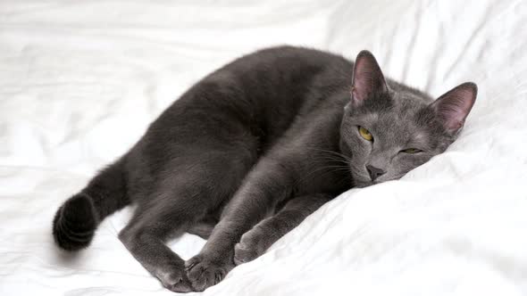 Beautiful Gray Cat is Resting Lying on a White Blanket