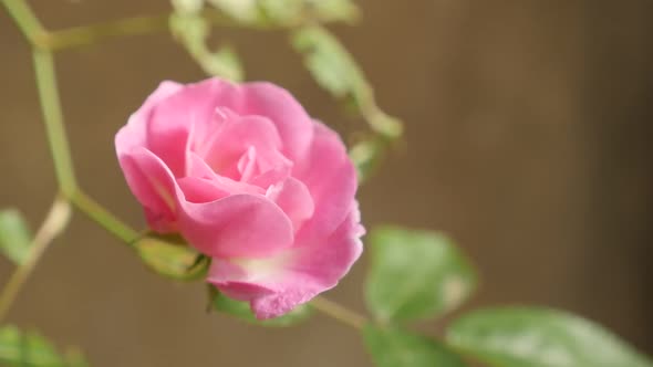 Close-up flower details  of decorative   climber Rose slow-mo  1080p FullHD footage - Shallow DOF of