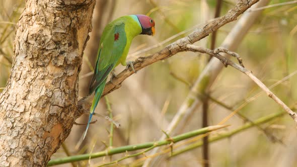 A plum headed parakeet male bird sits on a branch panting during the summer month due to the high he