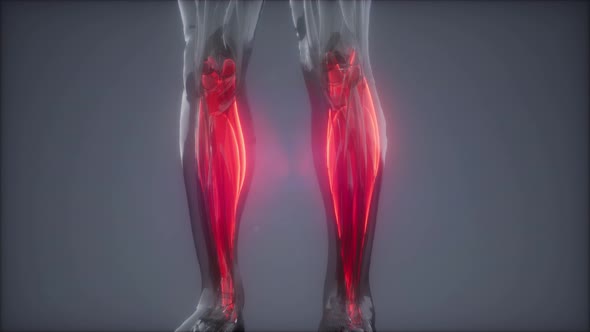 Gastrocnemius- Visible Muscle Anatomy Map