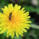 Wild Bee On A Yellow Dandelion - VideoHive Item for Sale