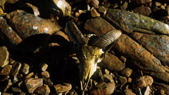 Ram Skull on Desert Rocks