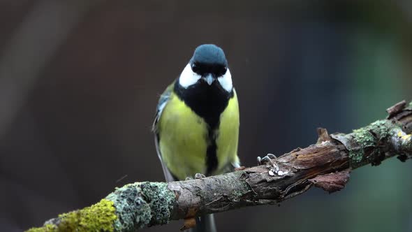 Tit (Parus) flies to feed. slow motion