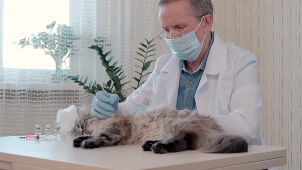 Close Up of Veterinarian Doctor in Medical Gloves Examine Cat Health in Clinic