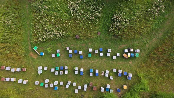 Summer Bee Apiary in the Forest