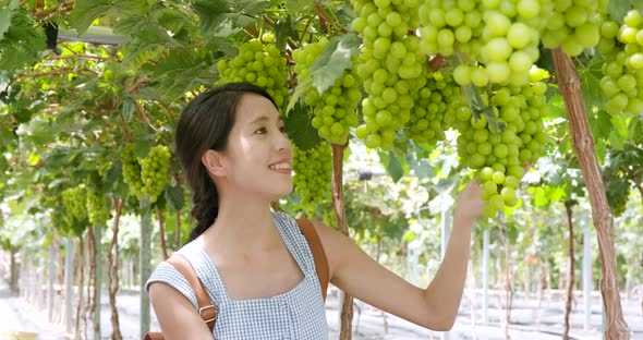 Woman pick green grape in farm